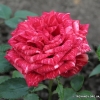 Red Intuition